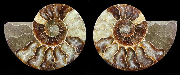 Polished Ammonite Pair - Agatized #56303